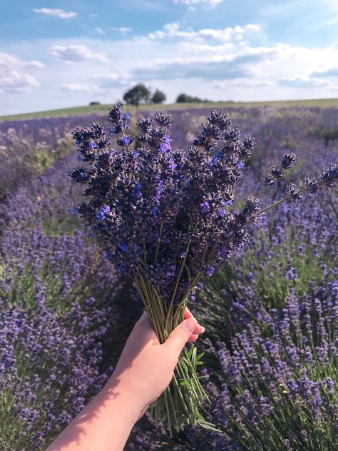 Lavender Fields Photography, Lavender Bouquet, Lavender Aesthetic, Lavender Garden, Nothing But Flowers, Lavender Plant, Lovely Lavender, Sky Nature, Flower Therapy