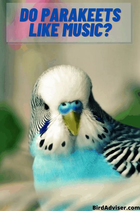 Do Parakeets Like Music? What Kind of Music? (2021) Fancy Parakeet, Breeding Budgies, Parakeet Care, Parrot Training, Budgie Toys, Blue Budgie, Blue Parakeet, Pet Bird Cage, Parakeet Bird