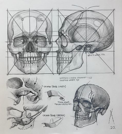 Human Skull Anatomy Study, Human Skull Reference Drawing, Skull Anatomy Sketch, Skull All Angles, Skull Anotamy, Skull Reference Anatomy, Head Anatomy Study, How To Draw Skull, Skull Reference Drawing