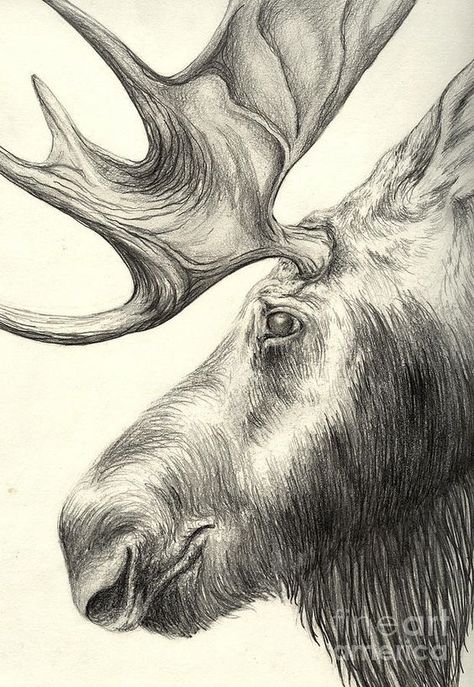 Moose Drawing, Moose Painting, Moose Pictures, Drawing Heads, Deer Art, Posters For Sale, Color Pencil Drawing, Pyrography, Pencil Drawing