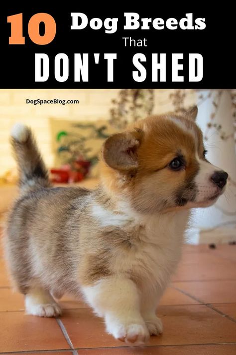 Top 10 Dog Breeds That Don’t Shed | by Sofiagask | Medium Dog Breeds Chart, Dog Breeds That Dont Shed, Top 10 Dog Breeds, Best Small Dogs, Dog Breeds List, Dog Breeds Medium, Calm Dogs, Dog Shedding, Best Dog Breeds