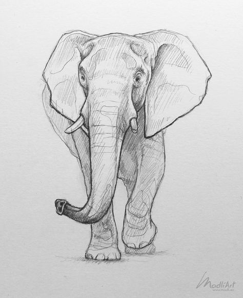 Sketch Elephant, Elephant Sketch, Realistic Animal Drawings, Desen Realist, Animal Drawings Sketches, Seni Vintage, Elephant Drawing, Charcoal Sketch, 강아지 그림