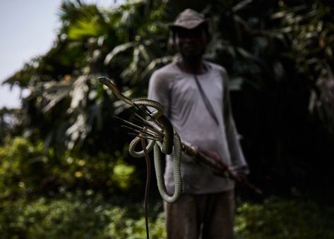 Patrick Atelo displays a live Mamba Dangerous Snakes, Congo River, Too Close For Comfort, Snakebites, Dr Congo, Luxor Egypt, Black Tree, Close Up Portraits, Image Caption