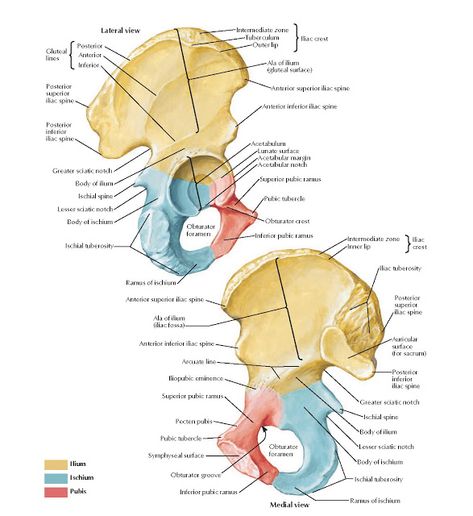 Coxal Bone Anatomy   Intermediate zone, Tuberculum, Outer lip, Ala of ilium (gluteal surface), Anterior superior iliac spine, Anterior in... Skeletal System Anatomy, Pelvis Anatomy, Human Body Structure, Medical Assistant Student, Anatomy Images, Anatomy Bones, Medicine Notes, Basic Anatomy And Physiology, Vet Medicine