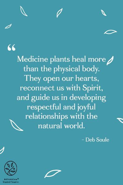 Plant Spirit Medicine, Plant Medicine Quotes, Herbalism Quotes, Herbal Quotes, Tea Magick, Plant Spirit, Plant Quotes, Nature Spirituality, Medicine Garden