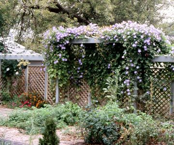 morning glories--how to plant and popular varieties. Holly Hocks, Morning Glory Seeds, Fast Growing Vines, Morning Glory Vine, Vertical Garden Plants, Garden Fences, Pergola Pictures, Morning Glory Flowers, Growing Vines