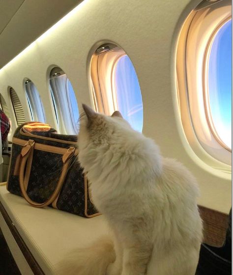 Rich Cat Aesthetic, Old Money Dog, Choupette Lagerfeld, Rich Cat, Share A Memory, Money Cat, Red Bottom Shoes, Perfect Husband, Luxury Cat