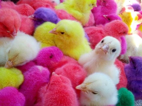 Beautiful hen photos on Facebook Social media chicken breed trends Colorful roosters on Instagram Un Hen Video, Chicken Colors, Chicken Photos, Rainbow Chicken, Poultry Breeds, Rooster Breeds, Candy Theme Birthday Party, Chicken Coloring, Instagram Popular