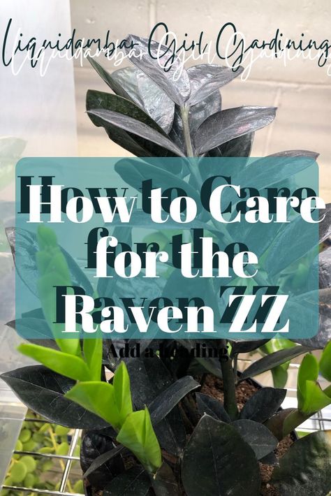 If you are new to the Raven ZZ, this article should give you some guidance in caring for them. We will discuss; watering, light, best location in the house, temperature, fertilizer, humidity, flowers, insects, diseases, pruning, propagation and toxicity. #ravenzz #zzraven #zzplantcare #ravenzzcare #houseplantscare #zzplant #zamioculcaszamiifolia #lggardening #liquidambargirlgardening Raven Zz Plant, Zz Plant Care, Grow Light Bulbs, Orchid Bark, Chartreuse Color, Zz Plant, Fertilizer For Plants, Black Leaves, House Plant Care