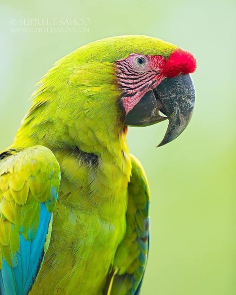 Green Macaw, Costa Rica Wildlife, Red Eyed Tree Frog, Parrots Art, Glass Frog, Funny Parrots, Macaw Parrot, Colorful Parrots, Parrot Bird