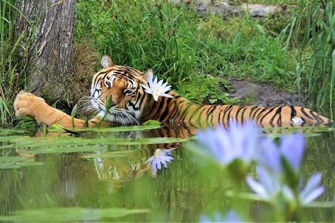 Bengal tiger at the jukani wildlife sanctuary. Golden Tigers, Golden Tiger, Bengal Tiger, Wildlife Sanctuary, Big Cats, Tigers