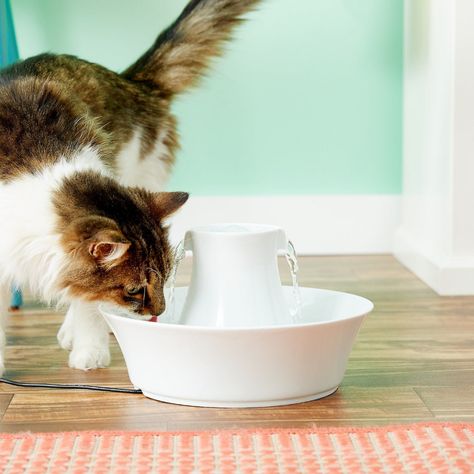 Cat Drinking Water, Dog Water Fountain, Cat Water Bowl, Cat Fountain, Cat Water Fountain, Pet Water Fountain, Drinking Fountain, Cat Drinking, Kittens And Puppies