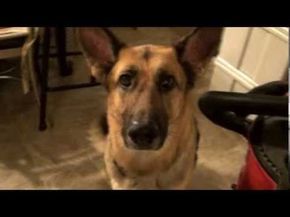 Talking Dog Video, Gsd Funny, Funny Talking Dog, German Shepherd Videos, Talking Dog, Color Meanings, Super Cute Animals, Pet Stuff, Funny Dog Videos