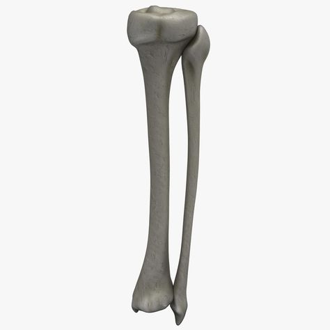 Fibula and Tibia 3D Model #AD ,#Fibula#Tibia#Model Tibia Bone, Leg Anatomy, Metal Detecting, Anatomy Reference, Skeletal, Anatomy Art, Human Anatomy, Cinema 4d, Low Poly