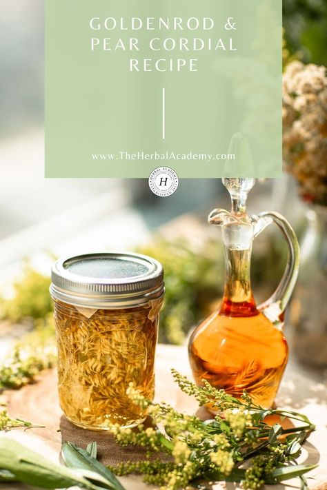 Goldenrod Oil Uses, Goldenrod Tea Recipe, Goldenrod Recipes, Goldenrod Uses, Goldenrod Recipe, Goldenrod Flower, Flower Recipes, Cordial Recipe, Cafe Recipes