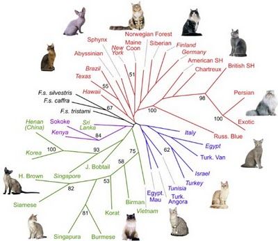 Types Of Domestic Cats | Cat Breeds, Types of Cats Breed, Domestic Cat Breeds Cat Evolution, Types Of Cats Breeds, Cat Breeds List, Cat Breeds Chart, Different Types Of Cats, Best Cat Breeds, All Types Of Cats, Domestic Cat Breeds, American Wirehair