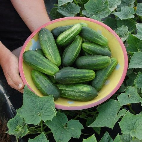 20 Best Mini Cucumber Varieties | Small Cucumbers Cucumbers Growing, Organic Bouquet, Cucumber Pickles, Cucumber Varieties, Fresh Eating, Cucumber Trellis, Lemon Cucumber, Mini Cucumbers, Small Cucumber