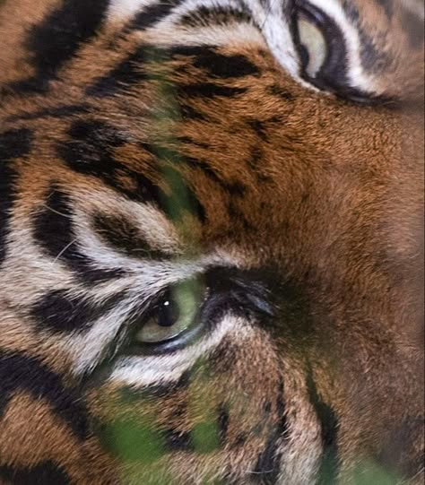 Messy Aesthetic, Magnolia Park, Mood And Tone, Green Aesthetic, Aesthetic Photo, Big Cats, Wild Animals, My Vibe, Tigers