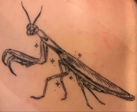 Glass Frog Tattoo, Pray Mantis Tattoo, Praymantis Tattoos, Fern Gully Tattoo, Pill Bug Tattoo, Chinchilla Tattoo, Rolly Polly Tattoo, Stag Beetle Tattoo, Oddities Tattoo