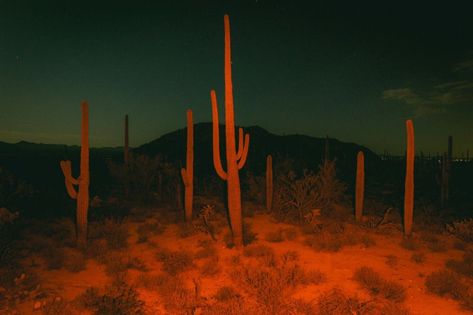 Cattle Punk, Cactus Aesthetic, Cowboy Core, Desert Aesthetic, Lord Huron, Cowboy Aesthetic, Bg Design, Space Cowboy, Desert Dream