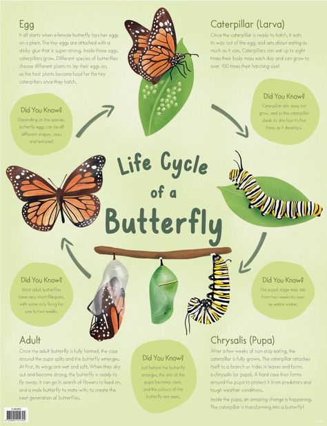 Stages Of Caterpillar, Metamorphosis Of Butterfly, Life Cycle Of A Caterpillar, The Life Cycle Of A Butterfly, Stages Of Butterfly Life Cycle, Butterfly Life Cycle Project, Butterfly Life Cycle Art, Caterpillar Life Cycle, Butterfly Stages