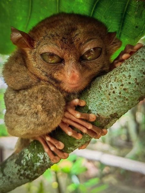 A Philippine tarsier (Carlito syrichta) a species of tarsier endemic to the Philippines. Tarsiers belongs to the family Tarsiidae whose name is derived from its elongated "tarsus" or ankle bone. The genus Carlito is named after conservationist Carlito Pizarras. Philippine Tarsier, Ugly Animals, Animal Art Prints, Animal Print Wallpaper, Rare Animals, Animal Sketches, Zoology, Weird Animals, Primates