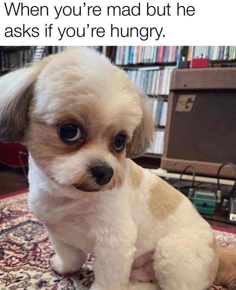 Funny Dog Memes Hilarious, Dog Memes Hilarious, Sassy Dog, Cute Dog Memes, Funny Feelings, Cute Dog Photos, Funny Dog Memes, Puppies Funny, Silly Animals