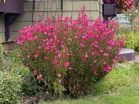 Gaura Belleza Dark Pink, Nassella Tenuissima, Gaura Plant, Garden 2023, Flower Garden Plans, Drought Tolerant Perennials, Planting Ideas, Patio Inspiration, Backyard Inspo