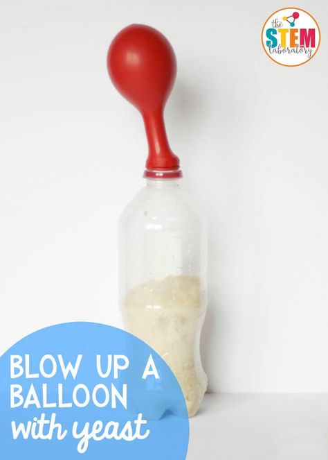 Inflate a Balloon with Yeast Experiment - The Stem Laboratory Balloon Experiment, Kitchen Science Experiments, Easy Stem, Kid Experiments, Easy Science Experiments, Science Activities For Kids, Cool Science Experiments, Kindergarten Science, Laboratory Science