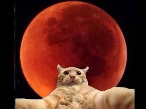 Este gato no quiso perderse la oportunidad de tomarse una selfie con la Luna Red Moon, Blood Moon, Nickelodeon, Slime, Selfies, Funny Pictures, Instagram Profile, Moon, Fan