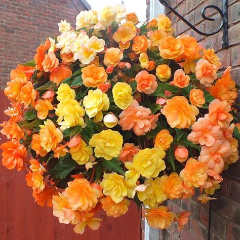 Flower Hanging, Plants For Hanging Baskets, Hanging Flower Baskets, Container Gardening Flowers, Patio Plants, Container Flowers, Hanging Garden, Bedding Plants, Diy Patio