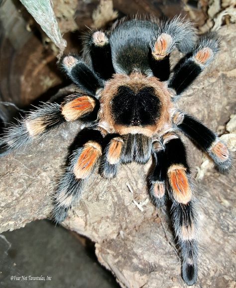 Red Knee Tarantula, Pet Tarantula, Spiders And Snakes, Easy Pets, Cool Bugs, Wild Kingdom, Spider Girl, Creepy Crawlies, Pretty Animals