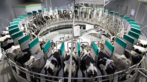 Milk up to 600 cows an hour monitored by one single operator: the automated rotary milking parlor DairyProQ from GEA’s DairyRobot line! Meat Business, Milking Parlor, Cow Milking, Lactose Intolerant, Market Price, Farm Barn, Milk Cow, Marketing Professional, Fresh Eggs