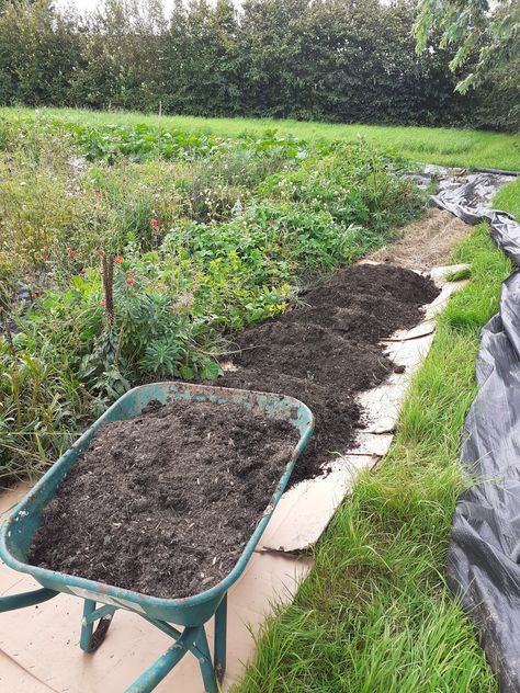 Tilling A Garden Without A Tiller, No Dig Flower Garden, No Till Gardening With Cardboard, No Dig Gardening, No Dig Flower Bed, No Dig Garden, Flower Seedlings, Dig Gardens, Grow Flowers