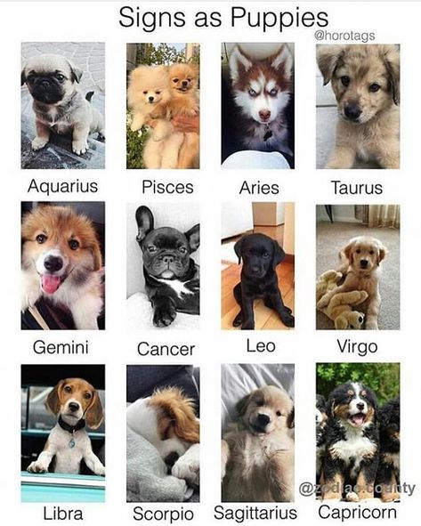 Dog Zodiac, Zodiac Signs Animals, Desenhos Love, Zodiac Sign Fashion, Zodiac Signs Virgo, Zodiac Signs Sagittarius, Zodiac Signs Leo, Zodiac Stuff, Zodiac Signs Horoscope