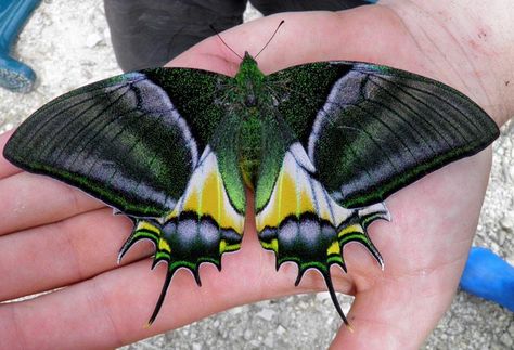 Golden Kaiser-i-Hind butterfly, Teinopalpus aureus. A rare, valuable species found in Vietnam and China. ~via Butterfly Lady, FB Most Beautiful Butterfly, Cool Insects, Moth Caterpillar, Butterfly Species, Beautiful Bugs, Butterfly Pictures, Butterfly Kisses, Rare Animals, Endangered Animals