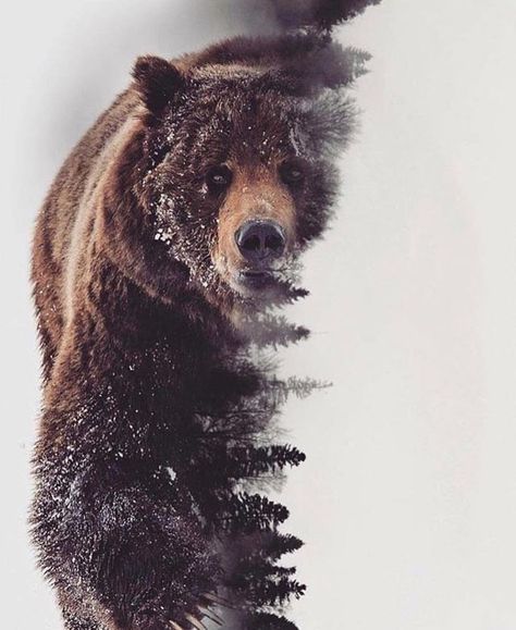 Grizzly Bear Tattoos, Bear Tattoo Designs, Infinite Art, Forest Tattoos, Bear Tattoos, Bear Tattoo, Forest Art, Bear Art, Nature Tattoos