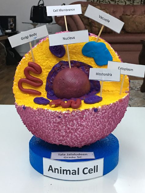 Diy science project about animal cell Animal Cell Project 3-d, Animal Cell 3d Project, Easy Clay Models, 3d Animal Cell Project, 3d Cell Project, Animal Cell Model Project, 3d Plant Cell, 3d Animal Cell, Animal Cell Structure