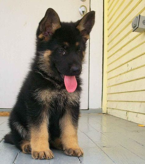 Berger Allemand Adorable Puppies, Cutest Animals, Baby Diy, Blue Heeler, Cute Dogs And Puppies, Shepherd Puppies, German Shepherd Puppies, German Shepherds, A Puppy