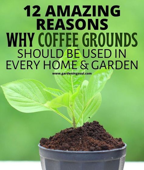 Coffee Grounds In The Garden, Growing Berries, Organic Insecticide, Organic Pesticide, Eco Garden, Uses For Coffee Grounds, Garden Insects, Garden Pest Control, Garden Life