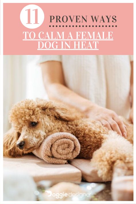 Sick Dog Remedies, Dog Breeders Kennels, Dog Heat Cycle, Female Dog In Heat, Dog In Heat, Dog Remedies, Dog Smells, Sick Dog, Dog Language