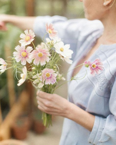 Floral Design Classes, Picking Flowers, Cosmos Flowers, Blue Clay, Flower Farmer, Cut Flower Garden, Wilmington Nc, On The Farm, Flower Farm