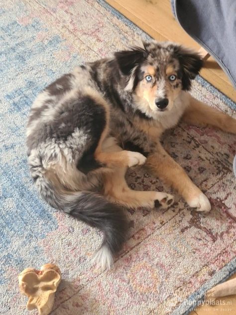 Merle Dogs, Australian Shepherd Husky, Spotted Dog, Husky Mix, Husky Puppy, Terrier Mix, Mixed Breed, Australian Shepherd, Wolves