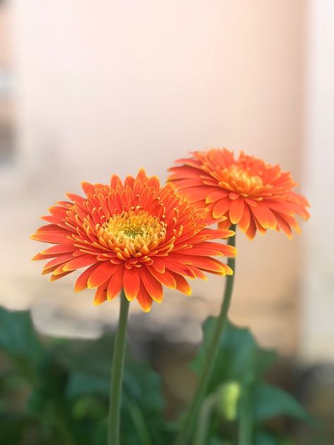 Orange Gerbera, Garden Inspo, Wedding Budget, Gerbera Daisy, Wedding Florals, Budget Wedding, Burnt Orange, Red Yellow, Fall Wedding