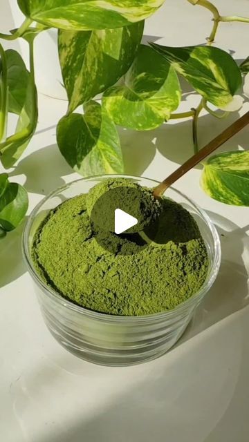 Moringa Benefits, Moringa Powder, Diet Drinks, Healthy Bones, Health Knowledge, Dubai Uae, Healthy Choices, Home Remedies, Health Tips