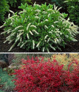 Buy Henry's Garnet Virginia Sweetspire - Itea - 6" Pot - Trade Gallon - Shrubs - Flowering Virginia Sweetspire, Shrubs For Landscaping, Shade Shrubs, Front Walkway, Future Garden, Stone Patio, Buy Plants Online, Companion Plants, Fragrant Plant