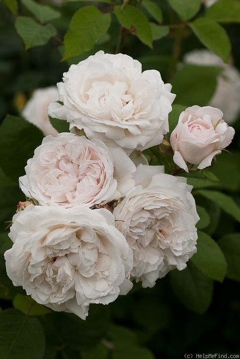 'Winchester Cathedral ' Rose Photo Winchester Cathedral Rose, Hillside Gardening, Winchester Cathedral, Hillside Garden, Plant Varieties, Fragrant Garden, Types Of Roses, English Cottage Garden, Rose Photo