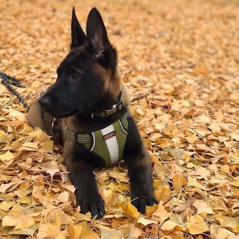 15 Interesting Facts You Didn’t Know About the Belgian Malinois | PetPress Malinois Puppies For Sale, Malinois Shepherd, Belgian Malinois Puppies, Belgium Malinois, Malinois Puppies, Belgian Sheepdog, Belgian Malinois Dog, Malinois Dog, Belgian Shepherd