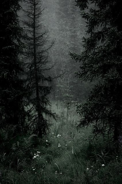 Fairy Grunge Aesthetic, Dark Naturalism, Dark Forest Aesthetic, Dark Fairycore, Fairycore Aesthetic, Dark Green Aesthetic, Dark Nature Aesthetic, Fairy Aesthetic, Dark Forest