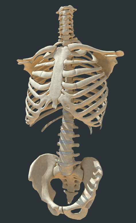 Human Torso Skeleton, Back Skeleton Anatomy, Human Skeleton Art Reference, Body Skeleton Anatomy, Skull And Ribcage Tattoo, Skeleton Torso Reference, Ribs Body Reference, Human Anatomy Bones Study, Bone Reference Human Anatomy